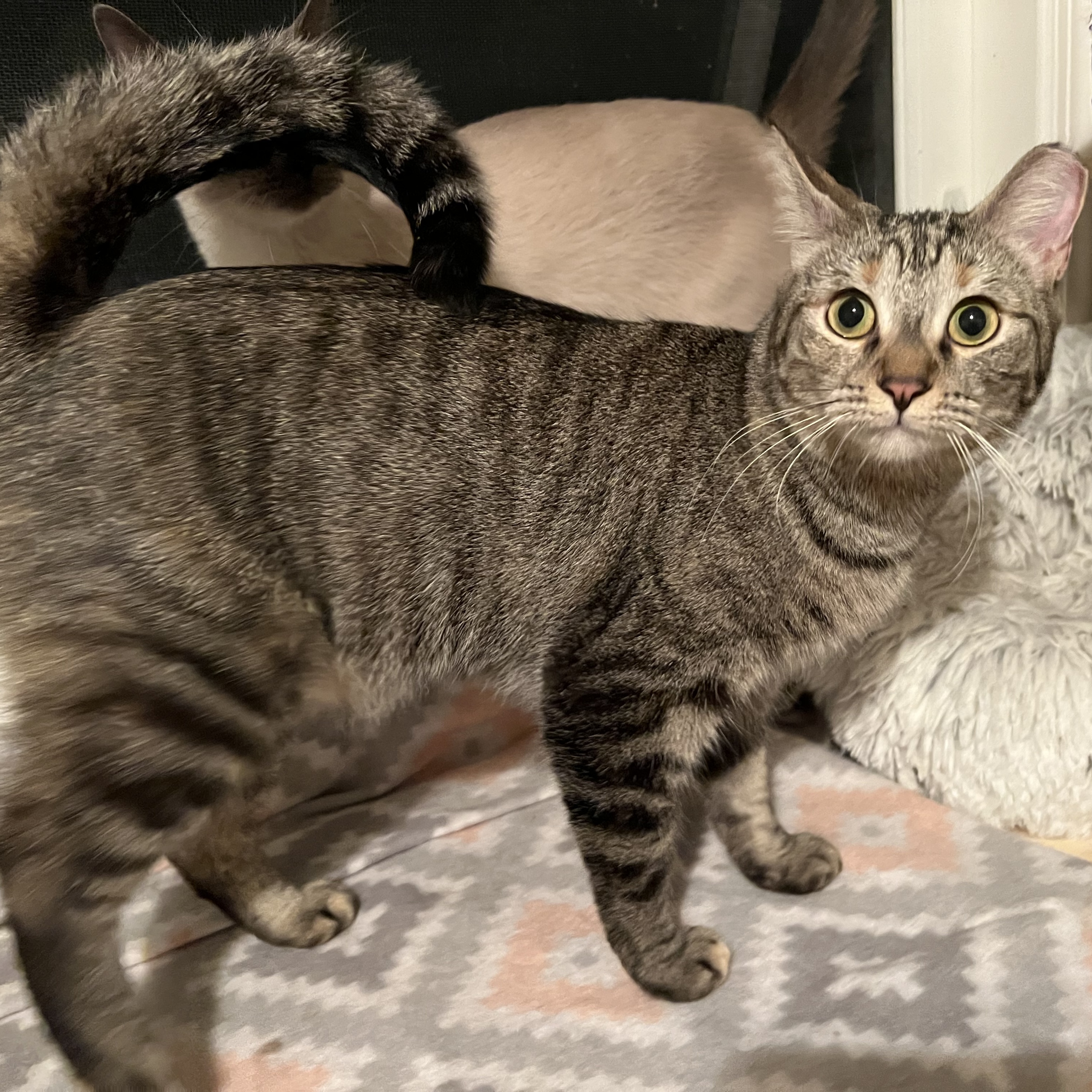 Enlarge Charlotte, a Adoptable Tabby in Warren, MI image 1/1