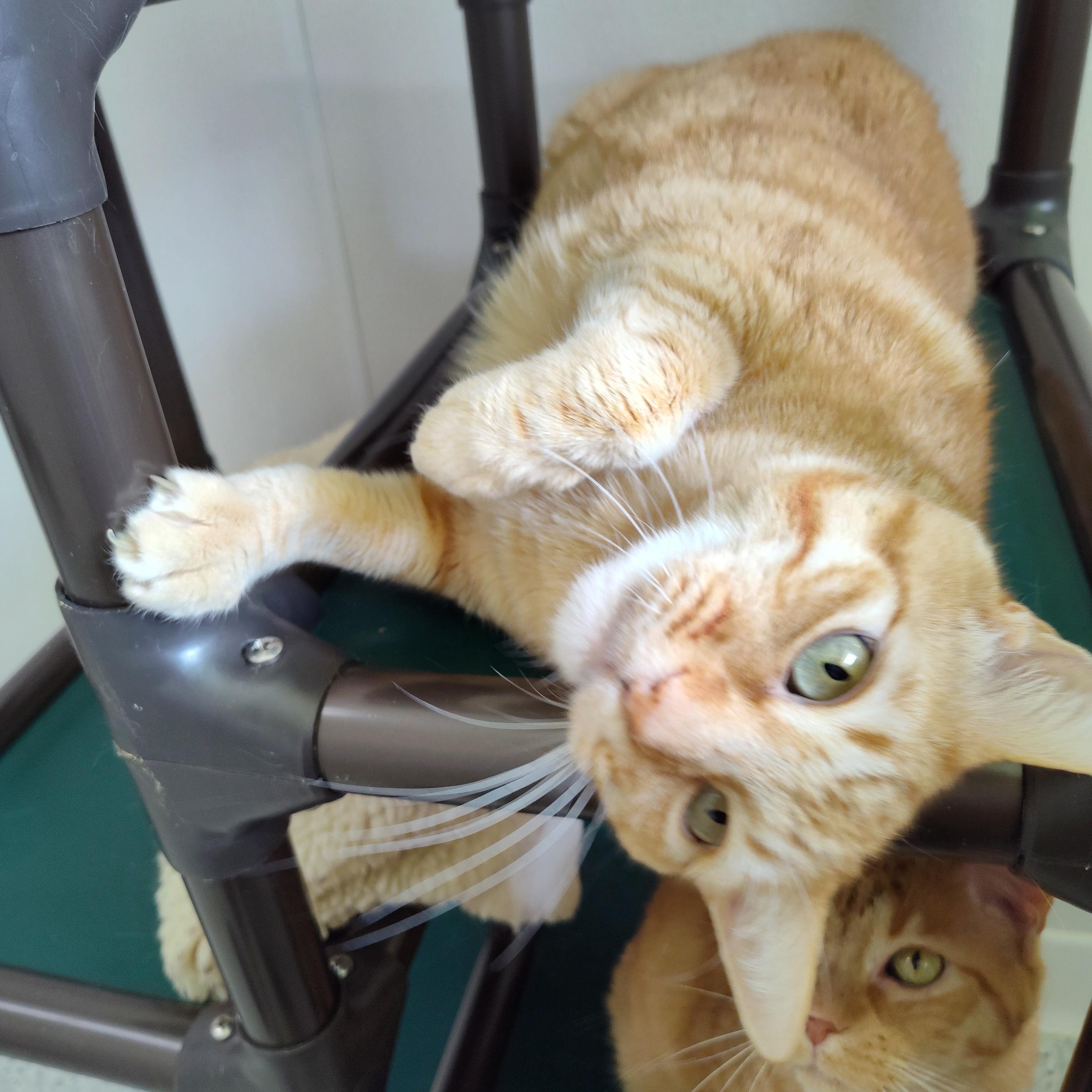 Enlarge Queso, a Adoptable Domestic Short Hair in Stockbridge, MI image 2/4