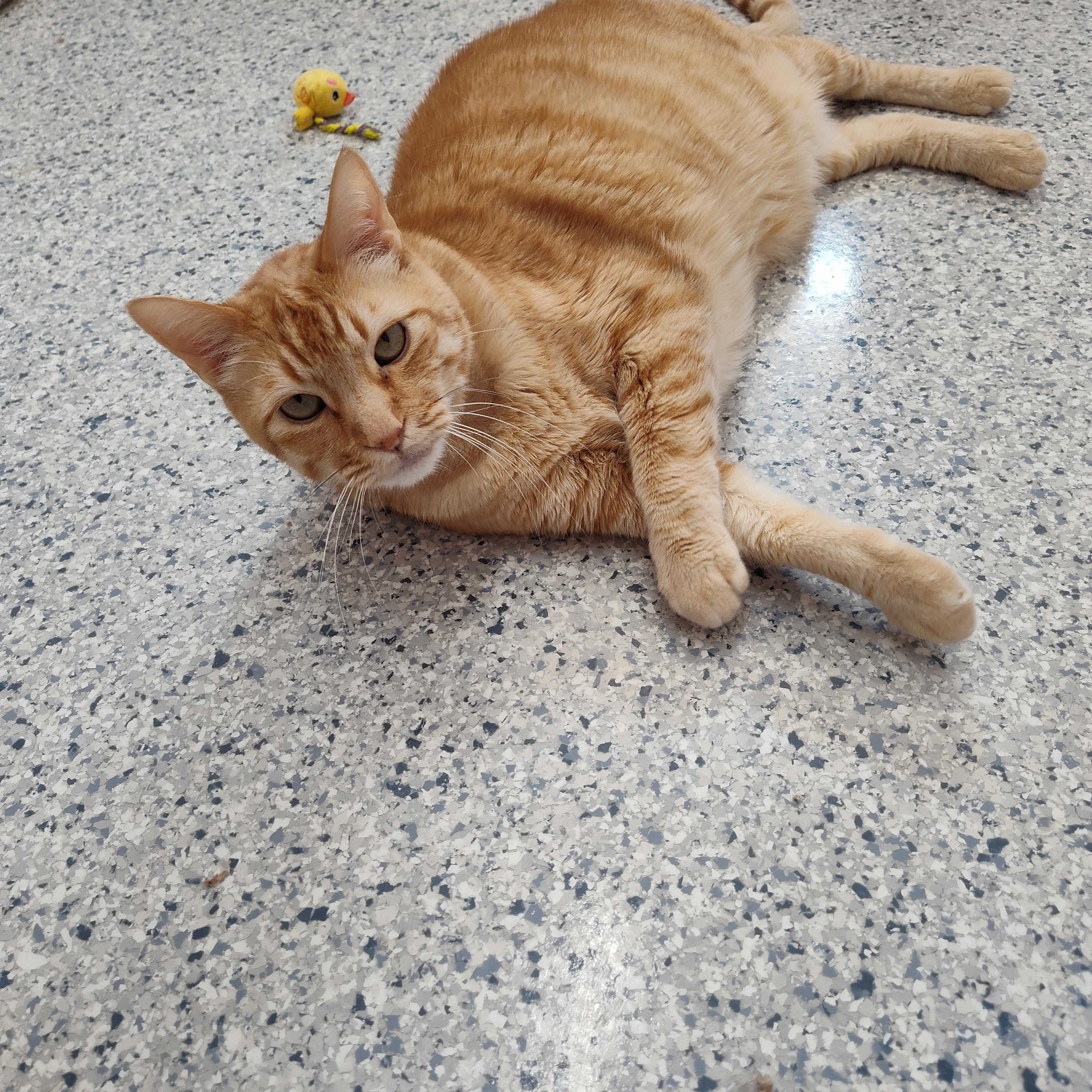 Enlarge Queso, a Adoptable Domestic Short Hair in Stockbridge, MI image 3/4