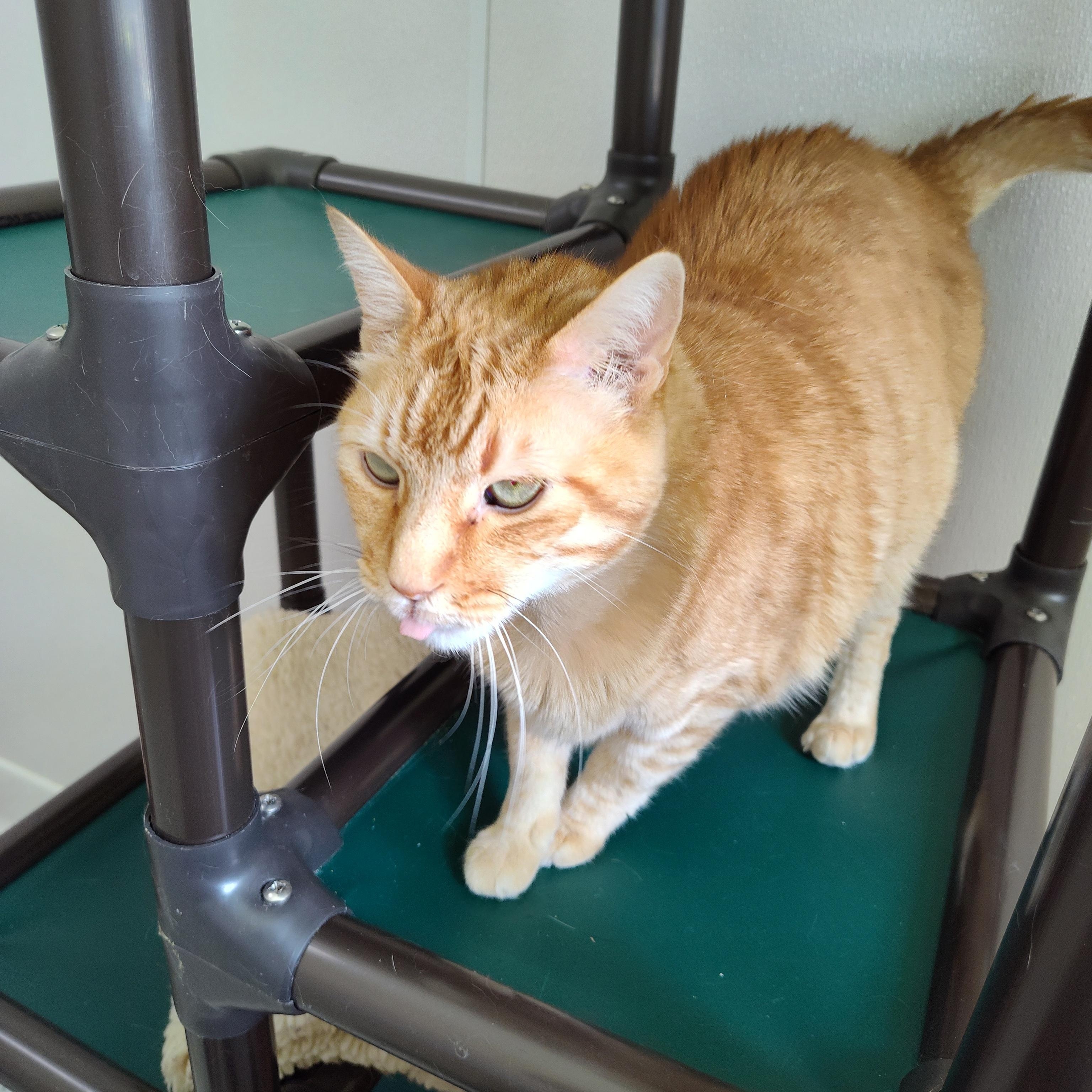 Enlarge Queso, a Adoptable Domestic Short Hair in Stockbridge, MI image 4/4