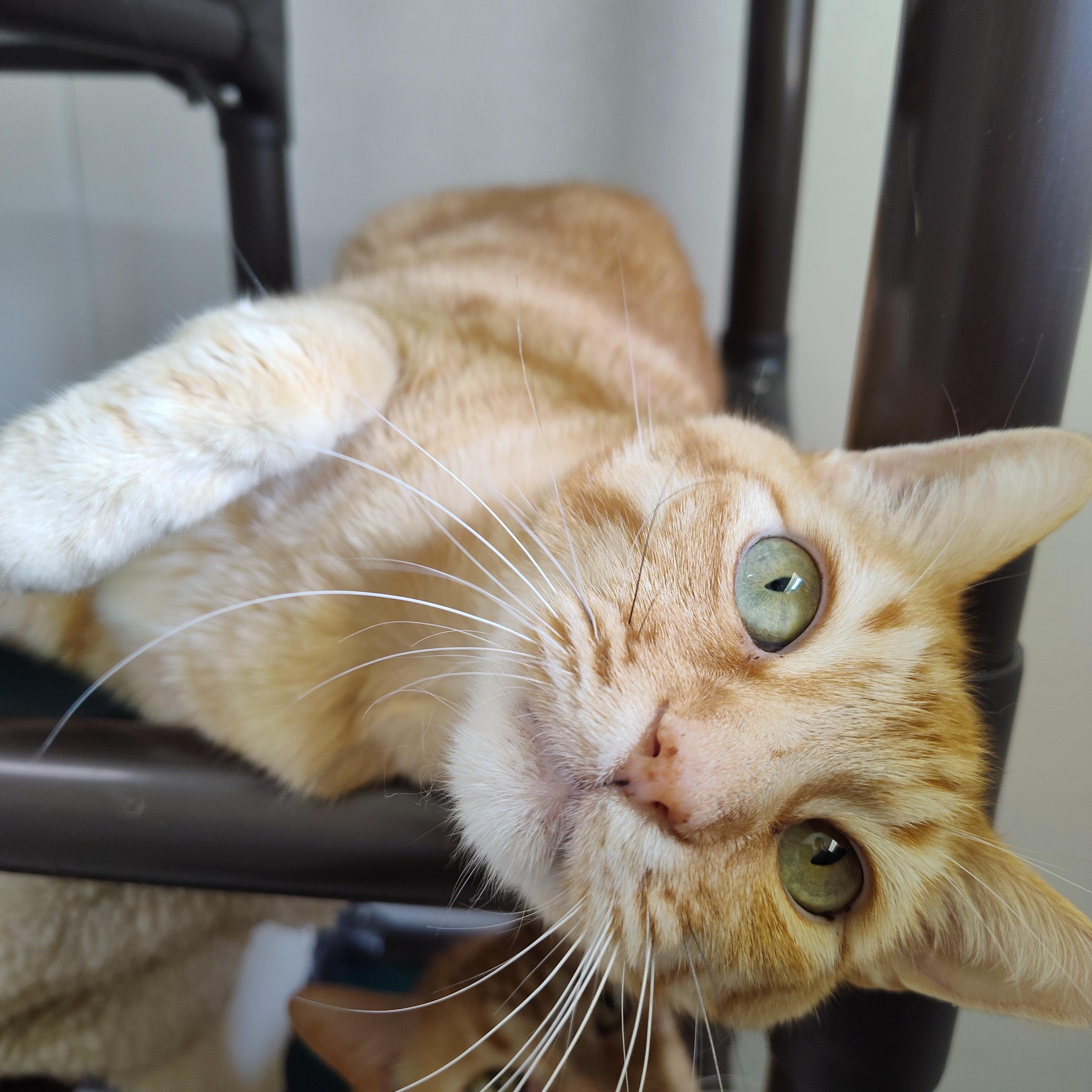 Enlarge Queso, a Adoptable Domestic Short Hair in Stockbridge, MI image 1/4