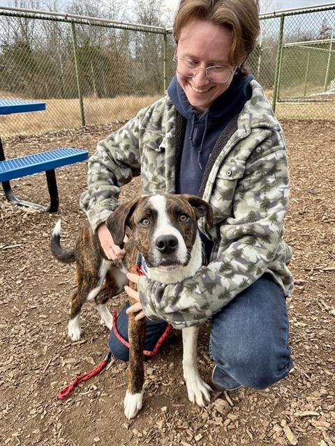 CEDAR, Adoptable, Puppy Male Collie & Mixed Breed.