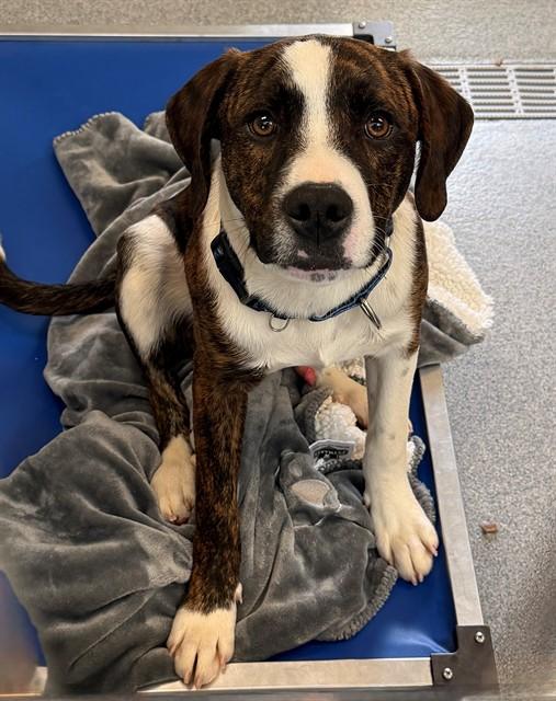 CEDAR, Adoptable, Puppy Male Collie & Mixed Breed.