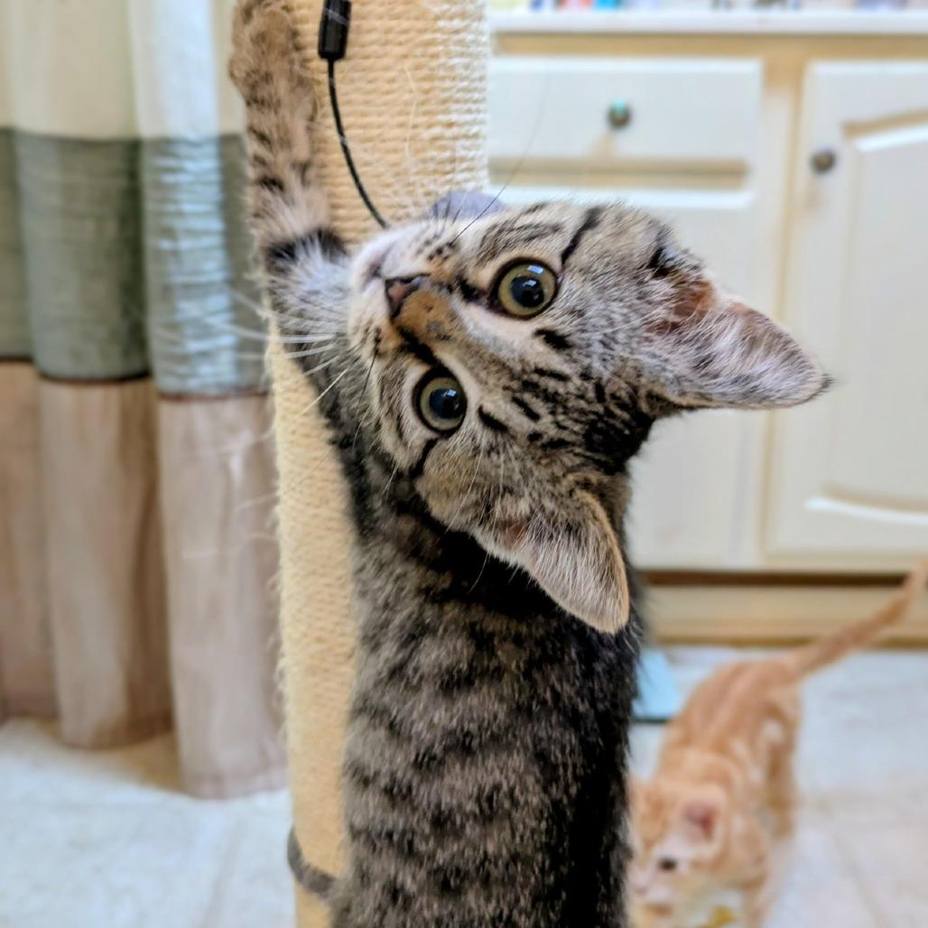 Spades $150, Adoptable, Kitten Female Domestic Short Hair.