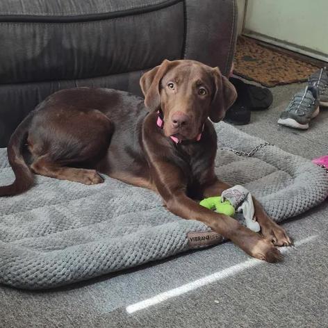 Enlarge Osa, a Adoptable mixed breed in Rexburg, ID image 1/4