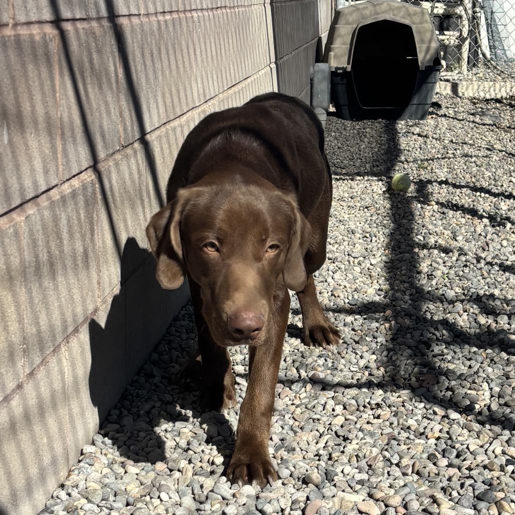 Enlarge Osa, a Adoptable mixed breed in Rexburg, ID image 2/4