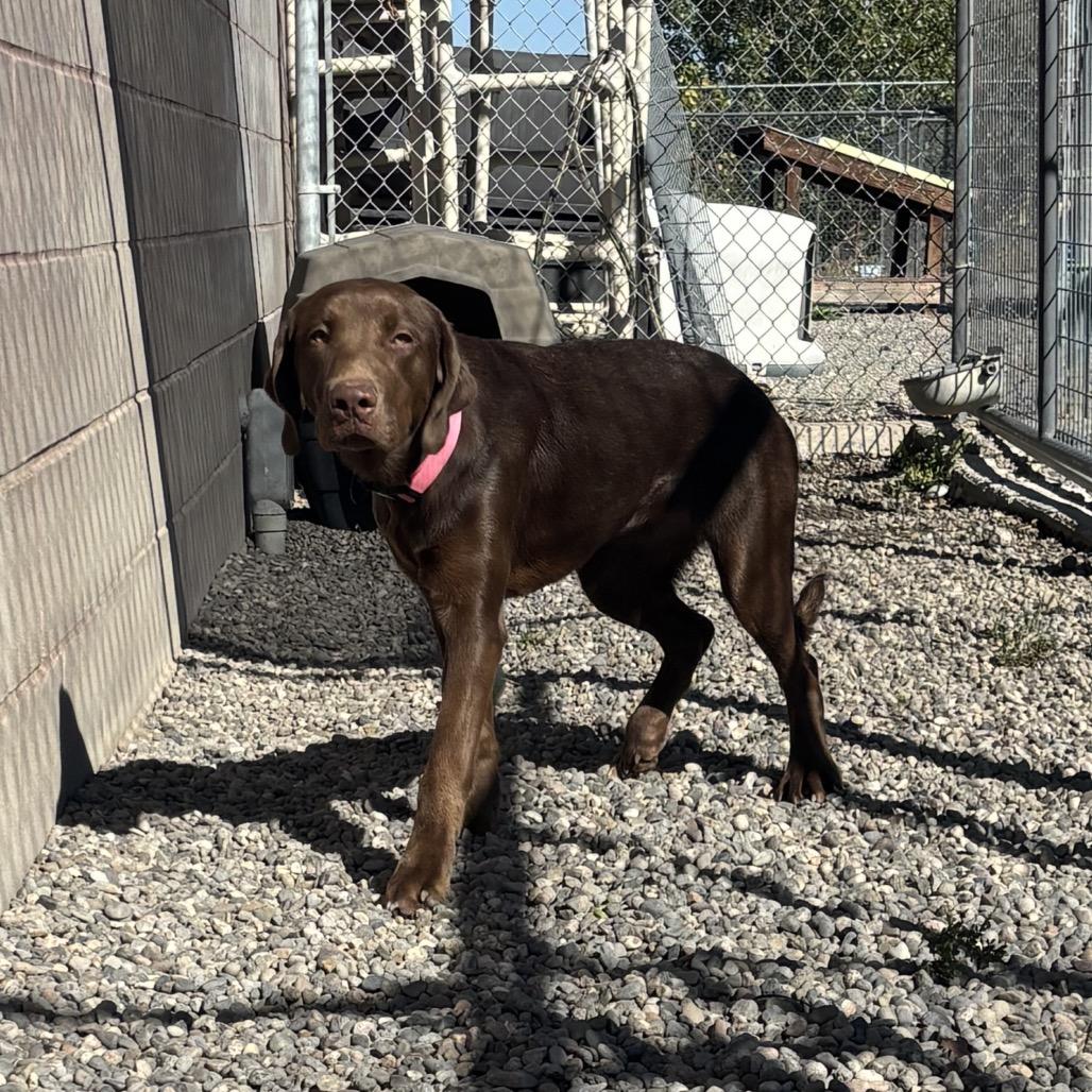 Enlarge Osa, a Adoptable mixed breed in Rexburg, ID image 3/4