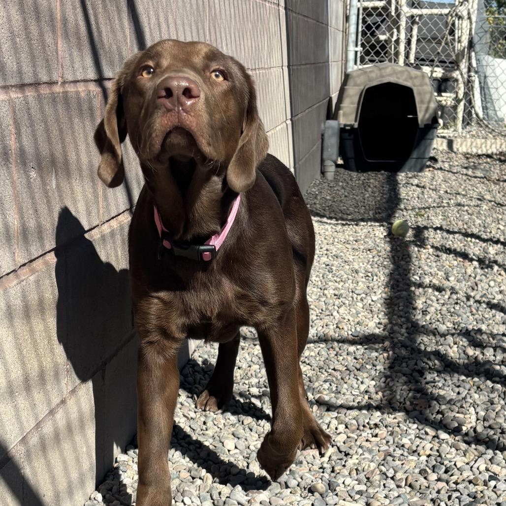 Enlarge Osa, a Adoptable mixed breed in Rexburg, ID image 4/4