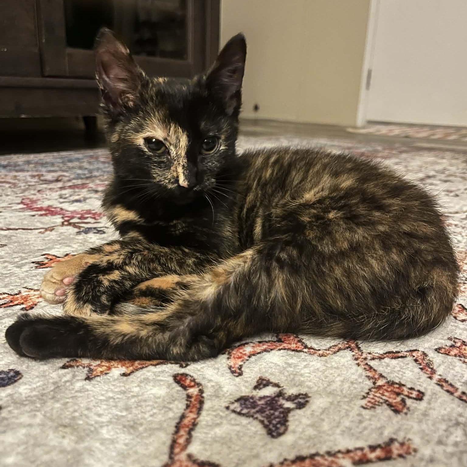 Enlarge Rosie, an adopted Domestic Short Hair in Mississippi State, MS image 2/5