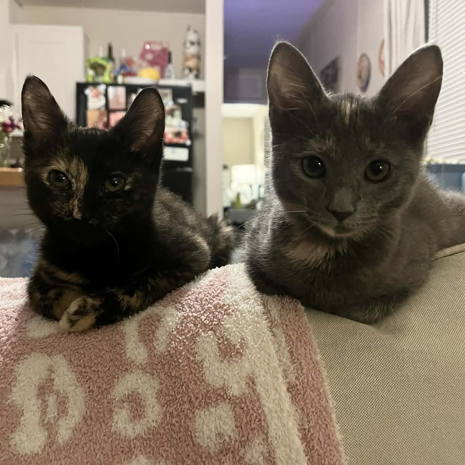 Enlarge Rosie, an adopted Domestic Short Hair in Mississippi State, MS image 4/5