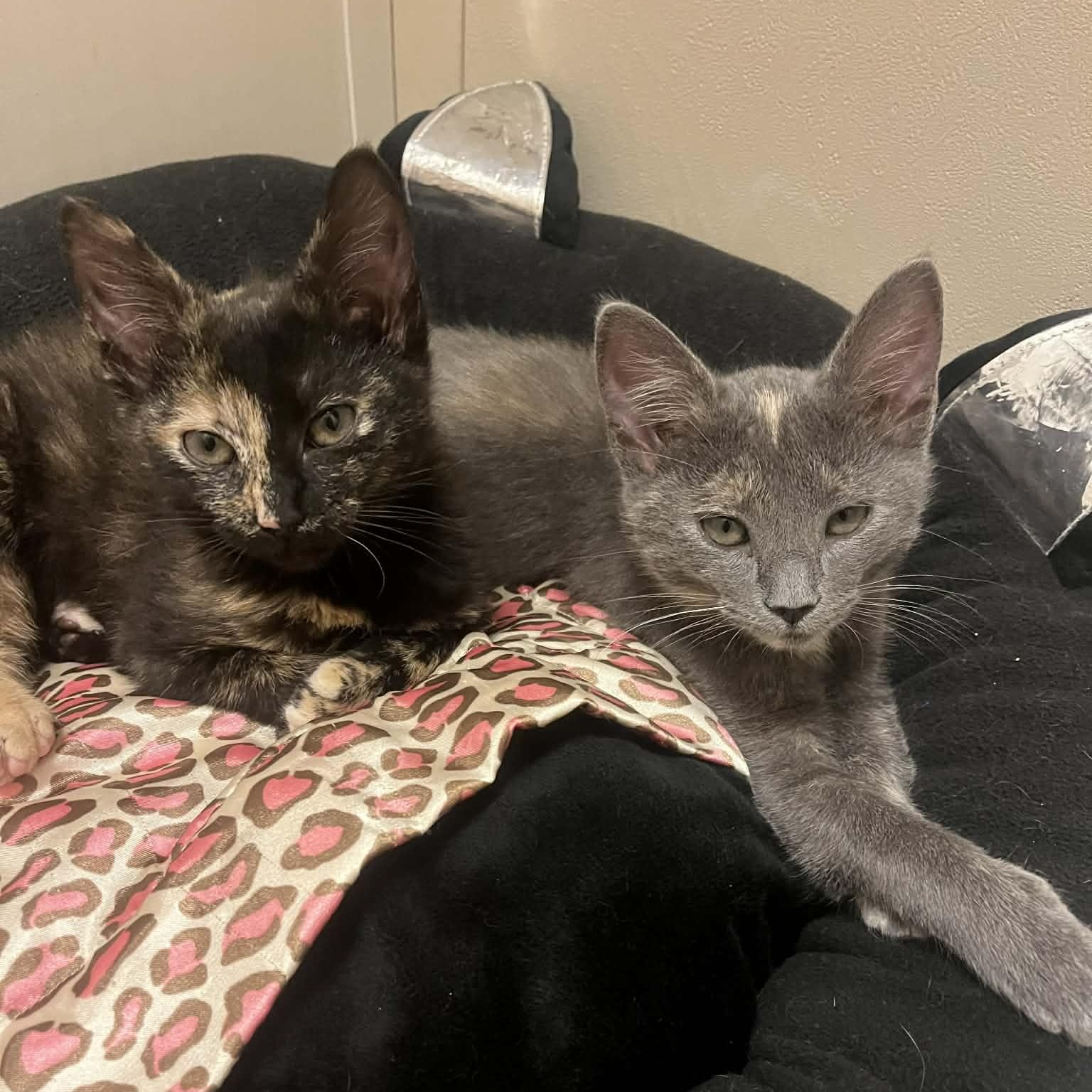 Enlarge Rosie, an adopted Domestic Short Hair in Mississippi State, MS image 5/5