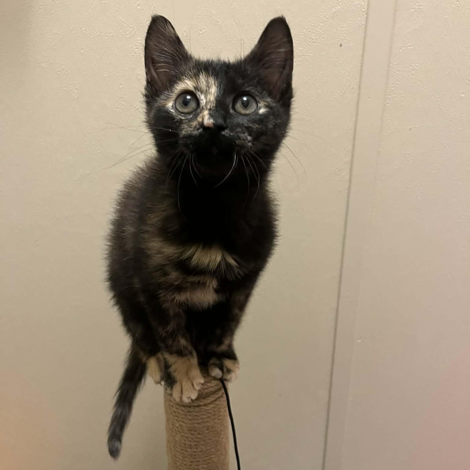 Enlarge Rosie, an adopted Domestic Short Hair in Mississippi State, MS image 1/5