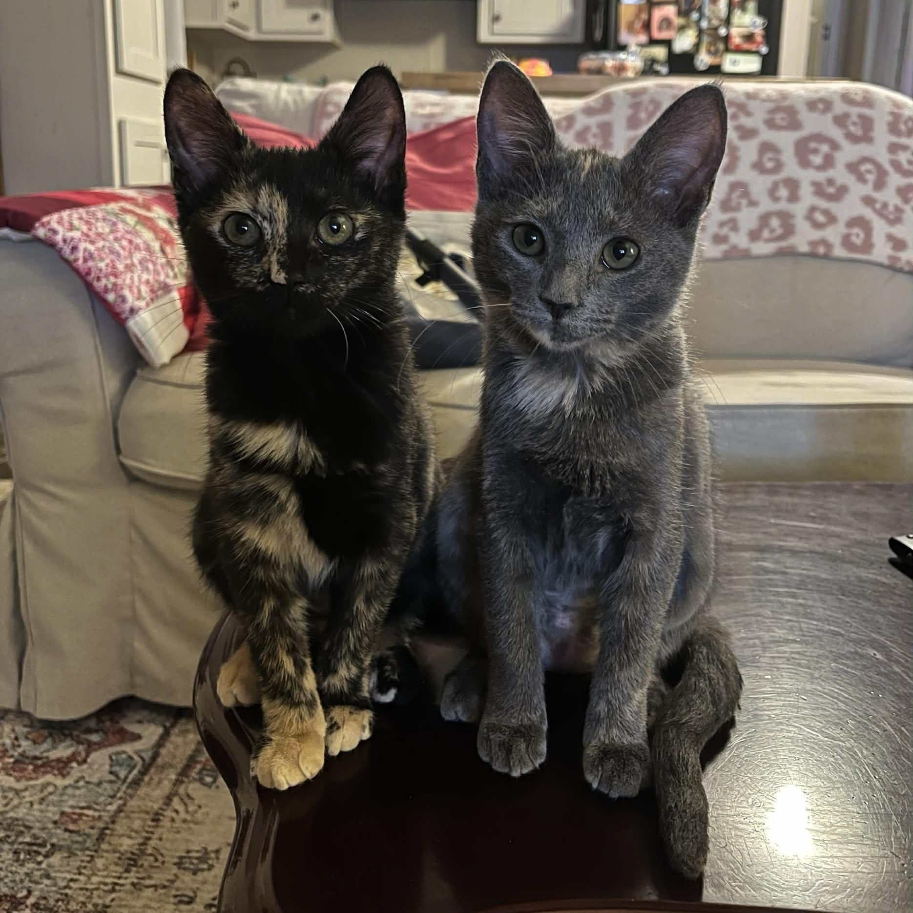 Enlarge Rosie, an adopted Domestic Short Hair in Mississippi State, MS image 3/5