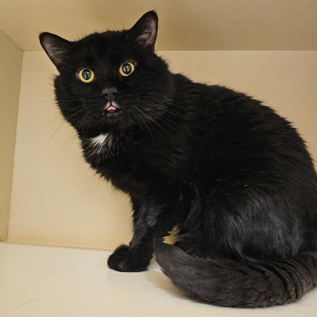 Enlarge Maximus, a Adoptable Domestic Short Hair in Waynesboro, PA image 1/1