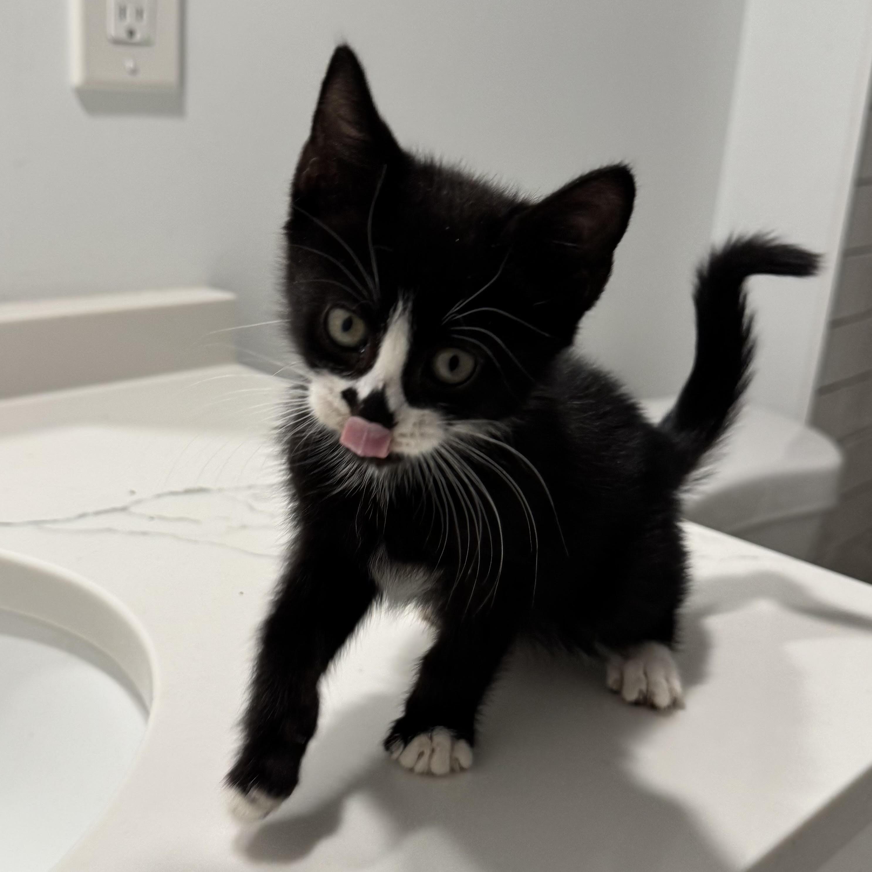 Bow, adopted, Kitten Male Domestic Short Hair.