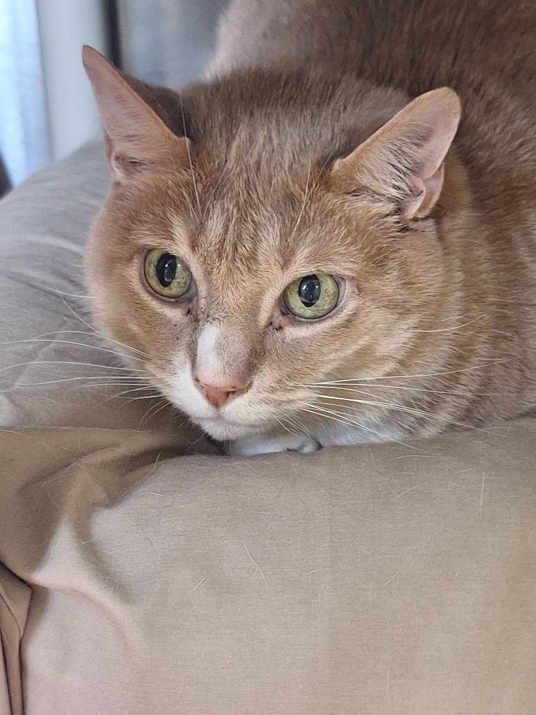 Lucky, Adoptable, Senior Male Domestic Short Hair.