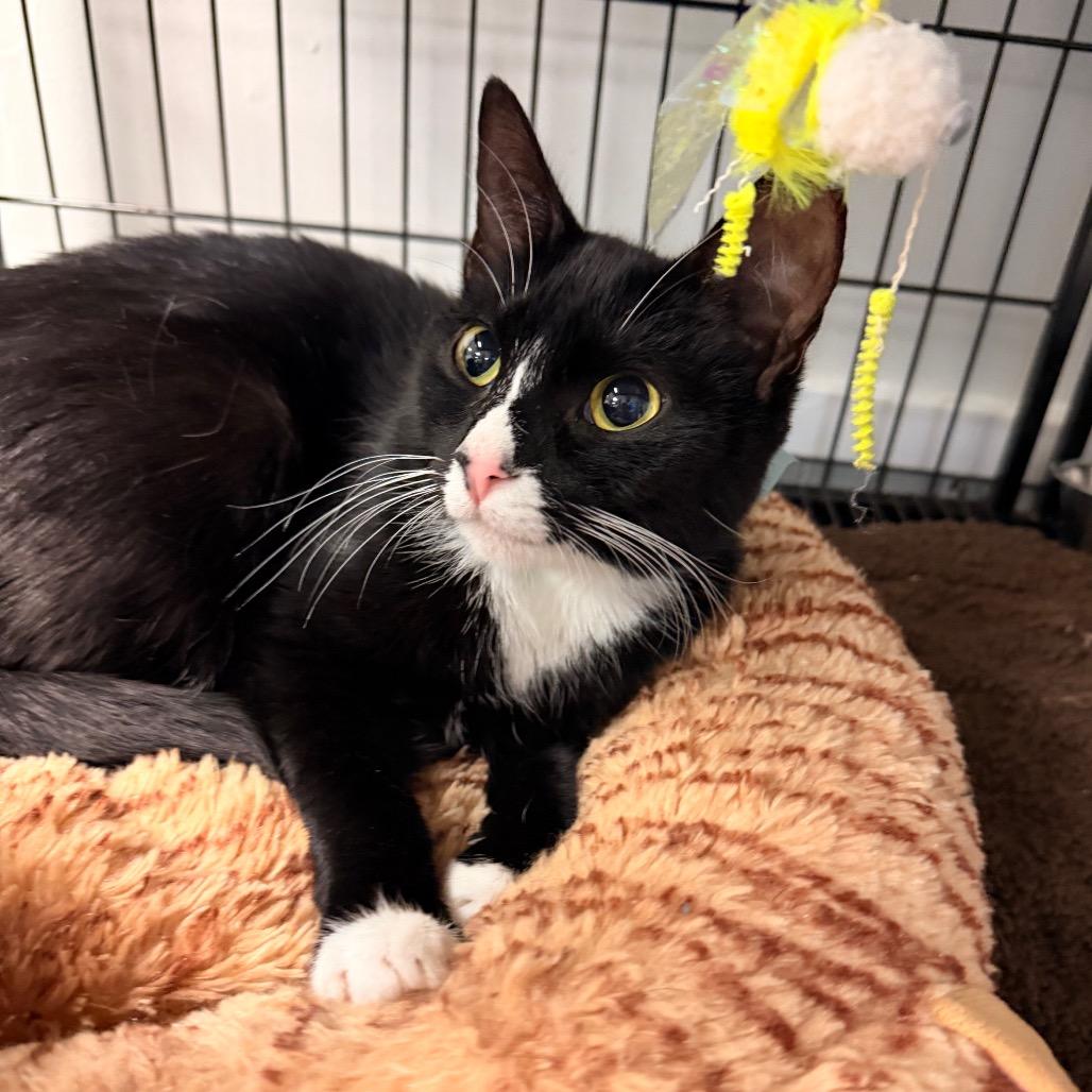 Honey, Adoptable, Adult Female Domestic Short Hair.