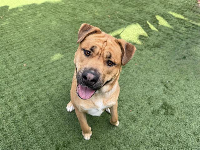 Enlarge DORITO, a Adoptable Labrador Retriever in Pasadena, CA image 1/1