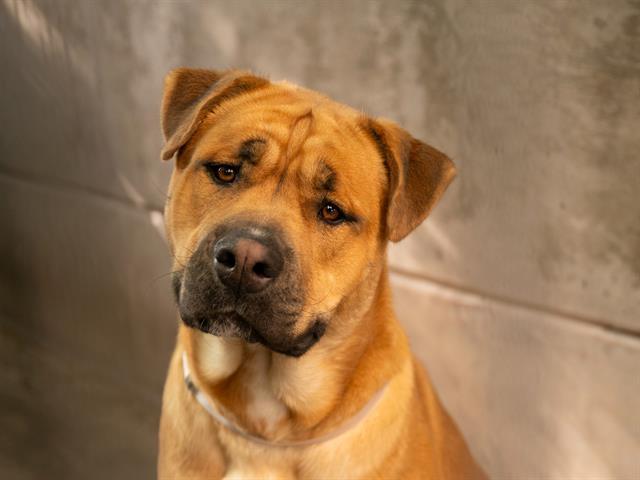 DORITO, Adoptable, Young Male Labrador Retriever.