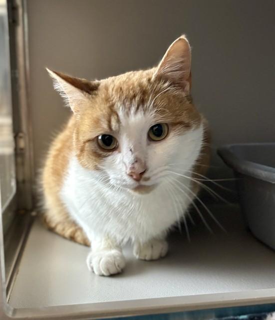 EGGNOG, Adoptable, Young Male Domestic Short Hair.