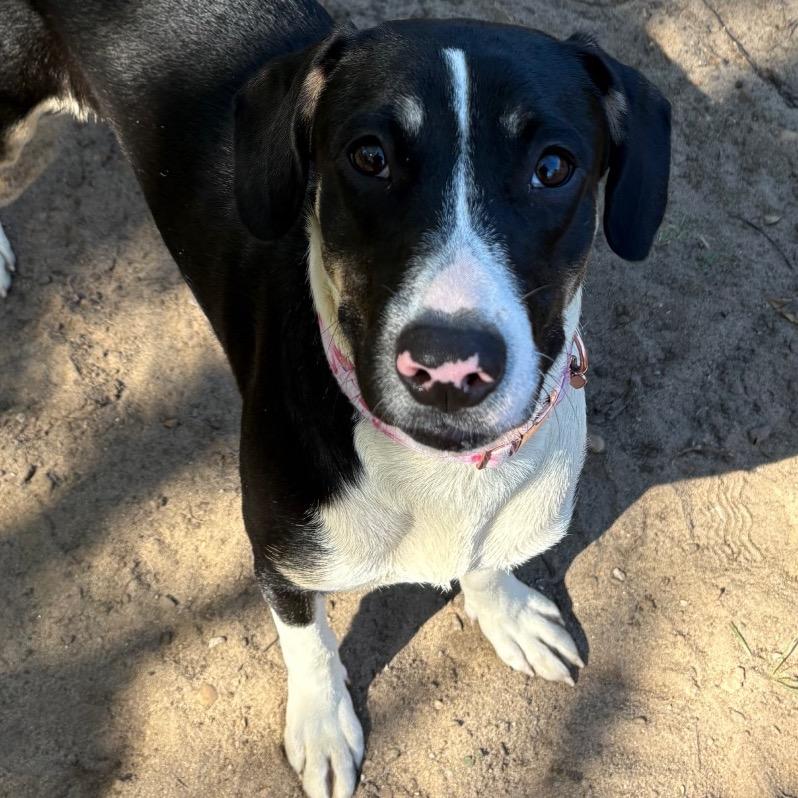 Enlarge Blossom, a Adoptable Mixed Breed in Pensacola, FL image 1/5