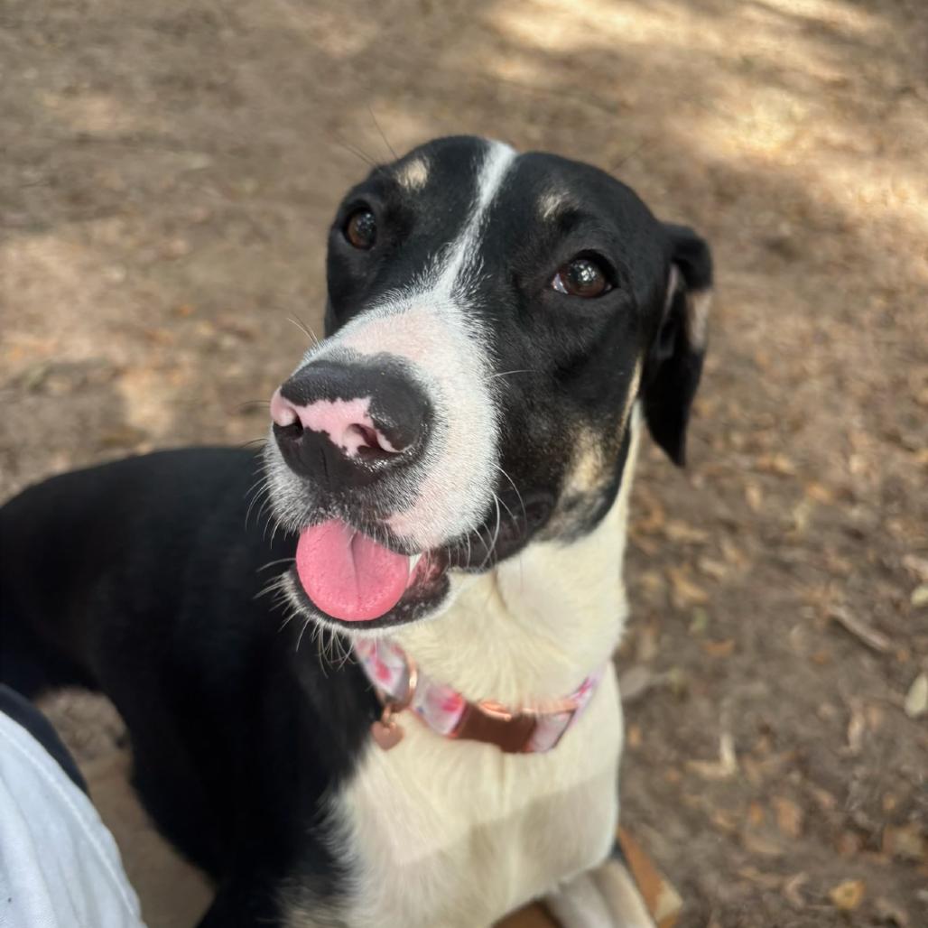 Enlarge Blossom, a Adoptable Mixed Breed in Pensacola, FL image 2/5