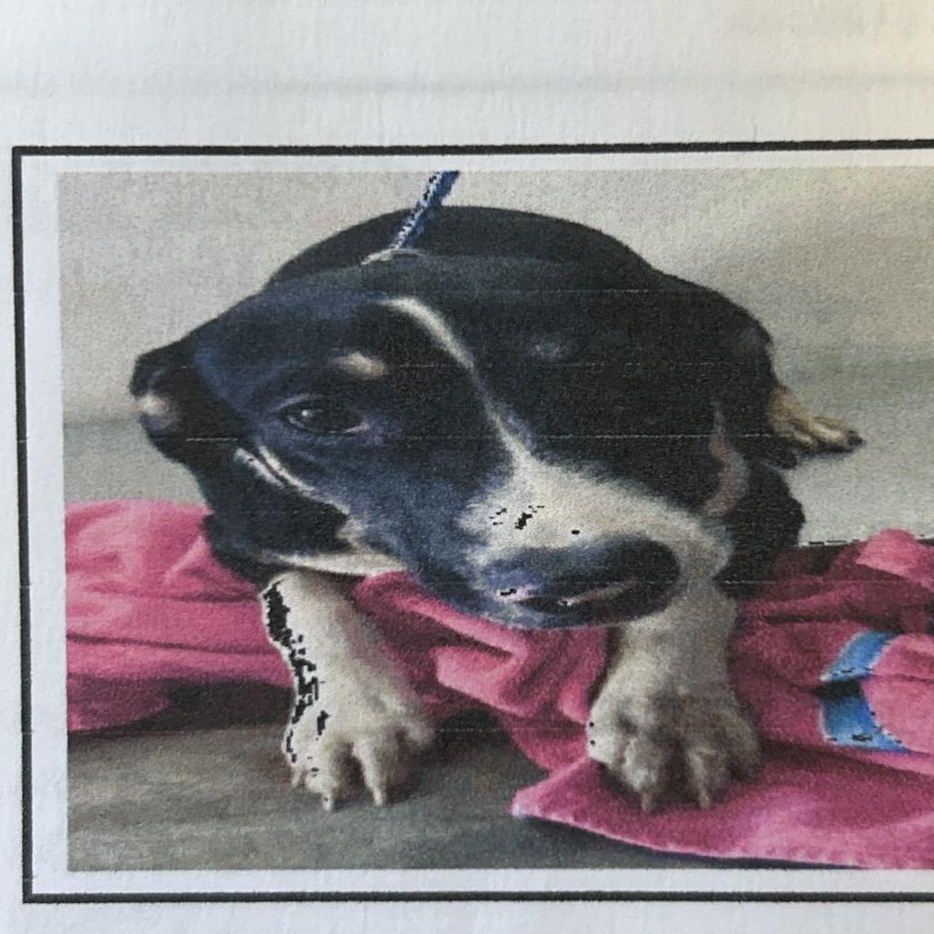 Enlarge Blossom, a Adoptable Mixed Breed in Pensacola, FL image 3/5