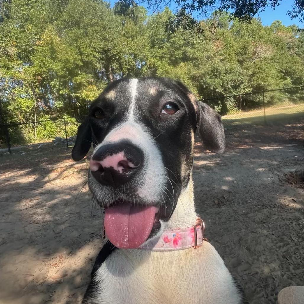 Enlarge Blossom, a Adoptable Mixed Breed in Pensacola, FL image 4/5