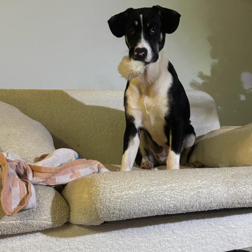 Enlarge Blossom, a Adoptable Mixed Breed in Pensacola, FL image 5/5