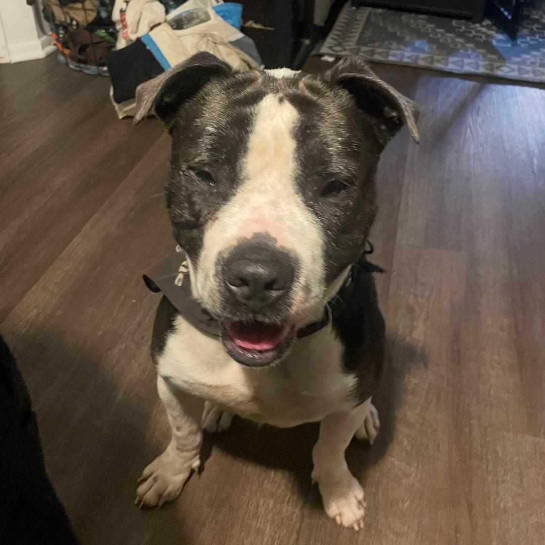 Benson, an adopted Pit Bull Terrier in Tarzana, CA image 5/6