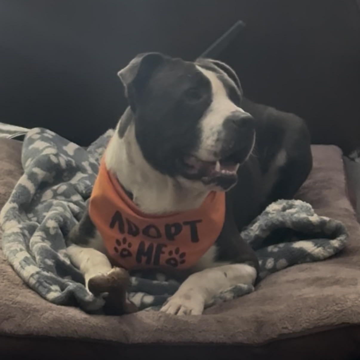 Benson, an adopted Pit Bull Terrier in Tarzana, CA image 6/6