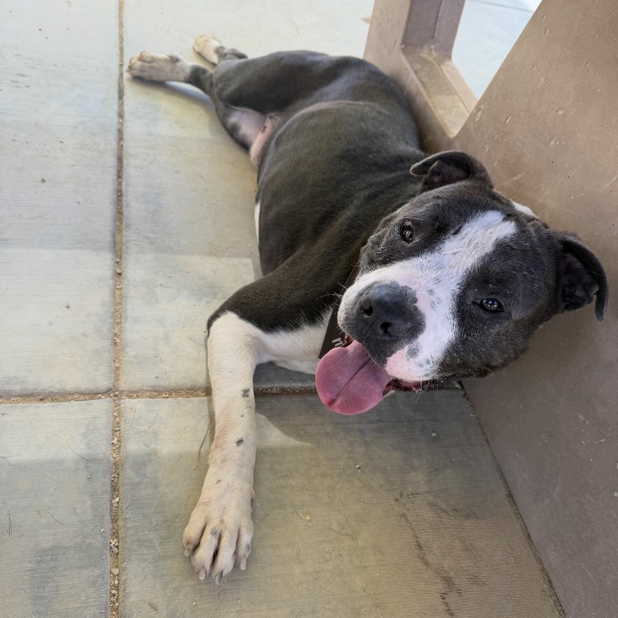 Benson, an adopted Pit Bull Terrier in Tarzana, CA image 1/6