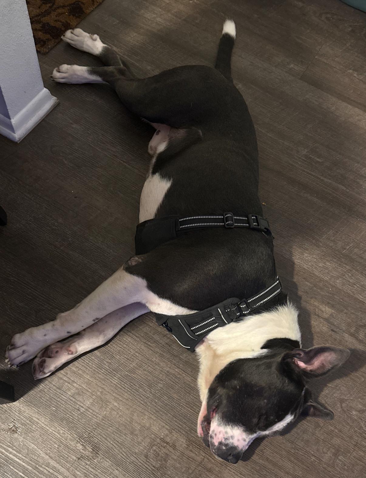 Benson, an adopted Pit Bull Terrier in Tarzana, CA image 3/6