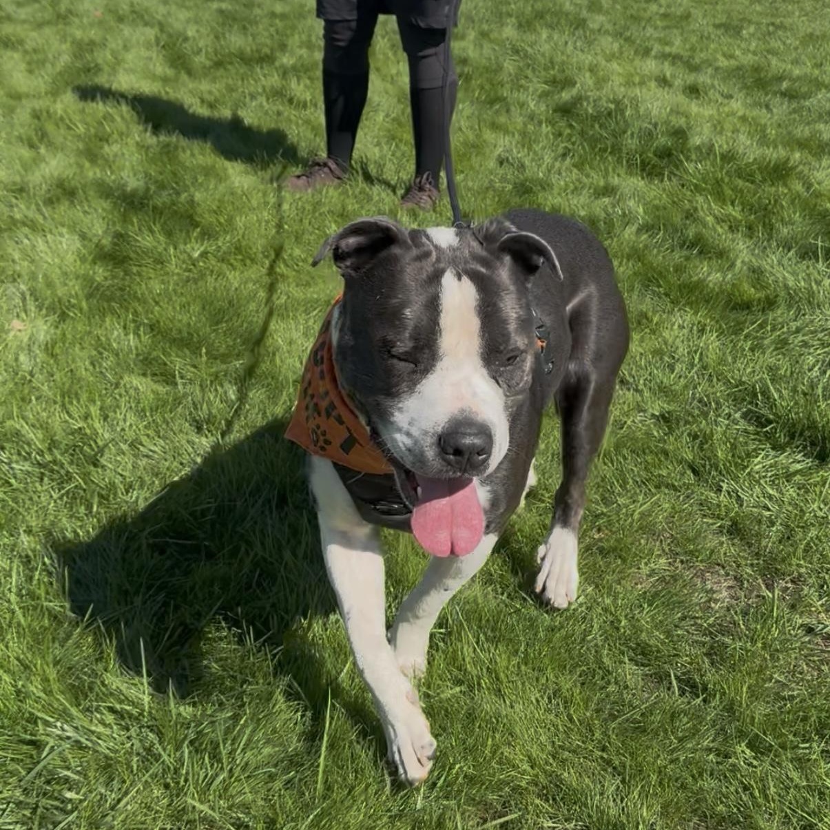 Benson, an adopted Pit Bull Terrier in Tarzana, CA image 4/6