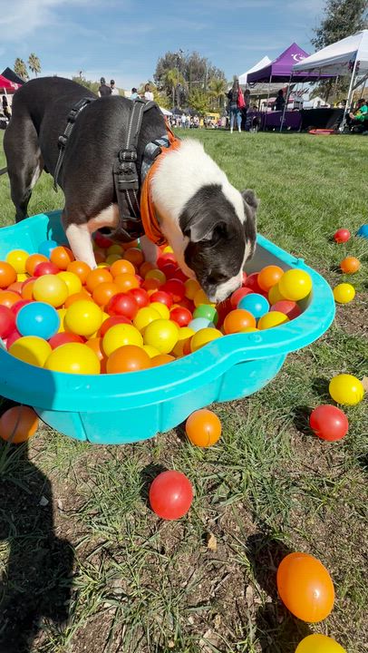 Enlarge Benson, an adopted Pit Bull Terrier in Tarzana, CA video 2/6