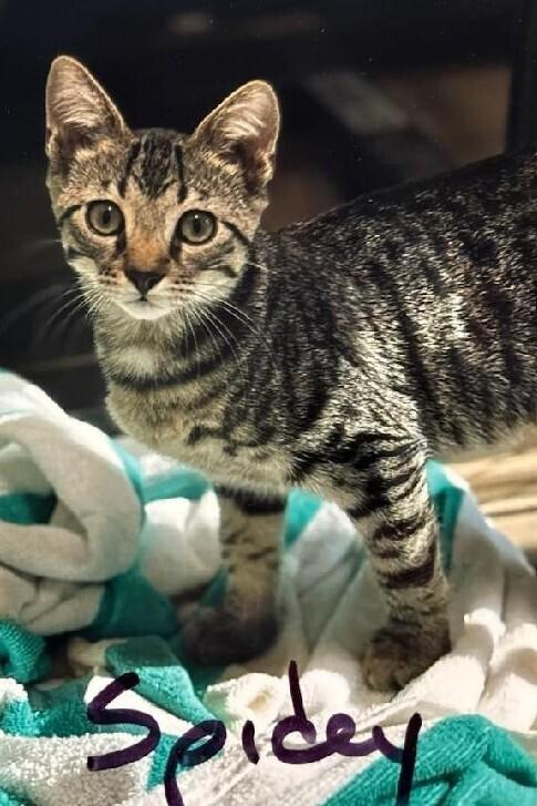 Enlarge Spidey, a Adoptable mixed breed in Mooresville, NC image 2/2