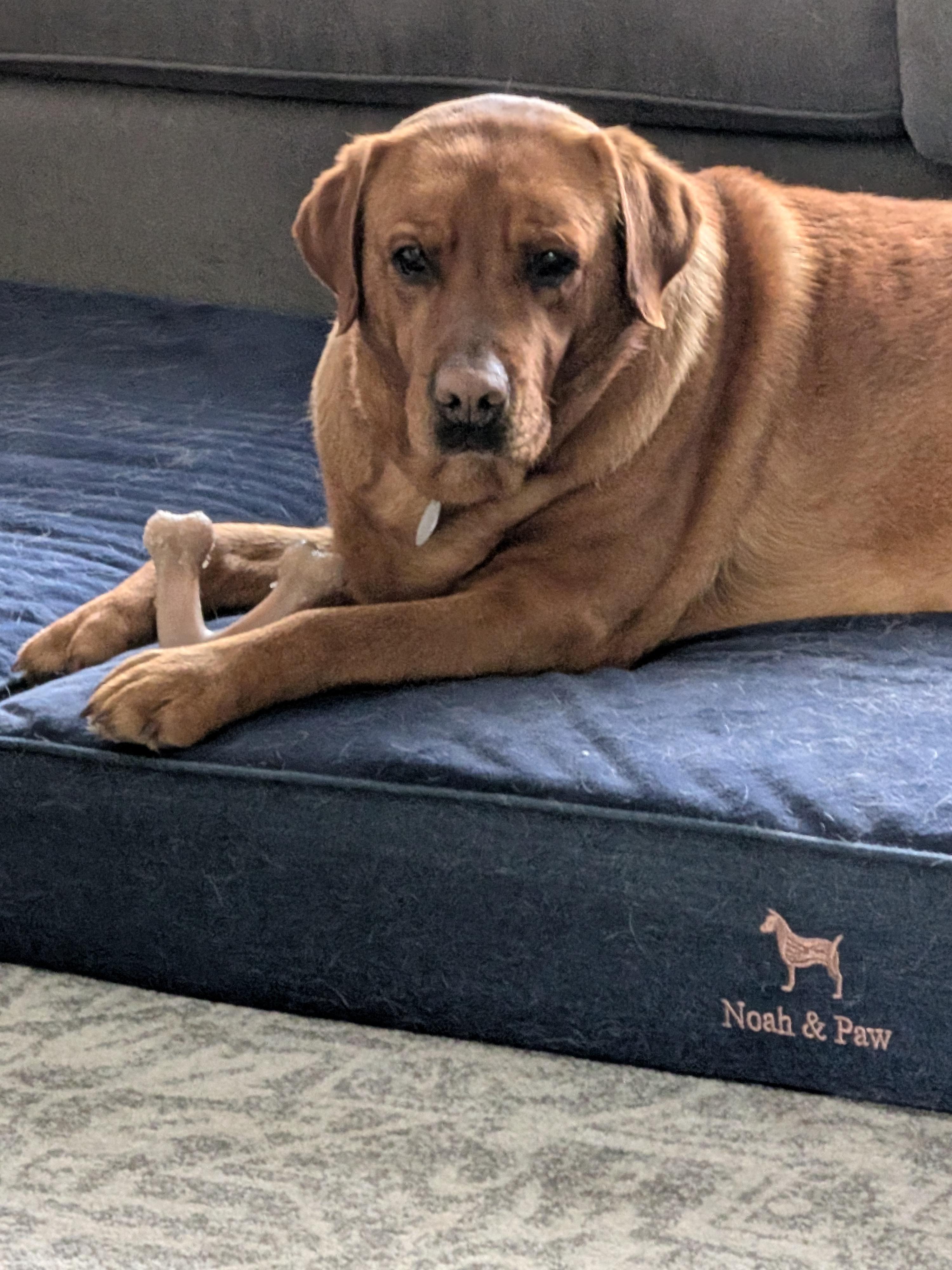 Enlarge Kendra, a ADOPTABLE Labrador Retriever in Warrington, PA image 2/4
