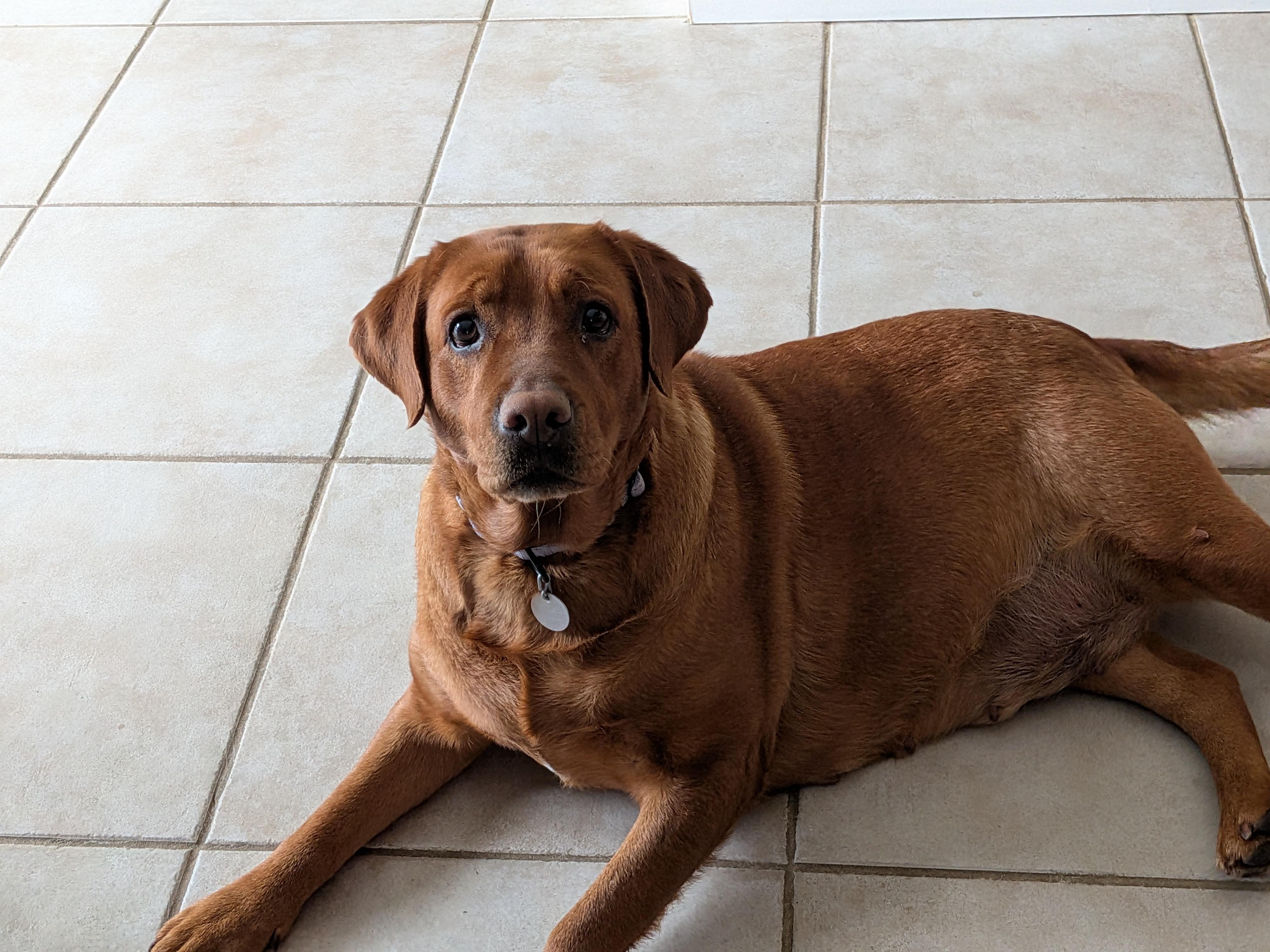 Enlarge Kendra, a ADOPTABLE Labrador Retriever in Warrington, PA image 3/4
