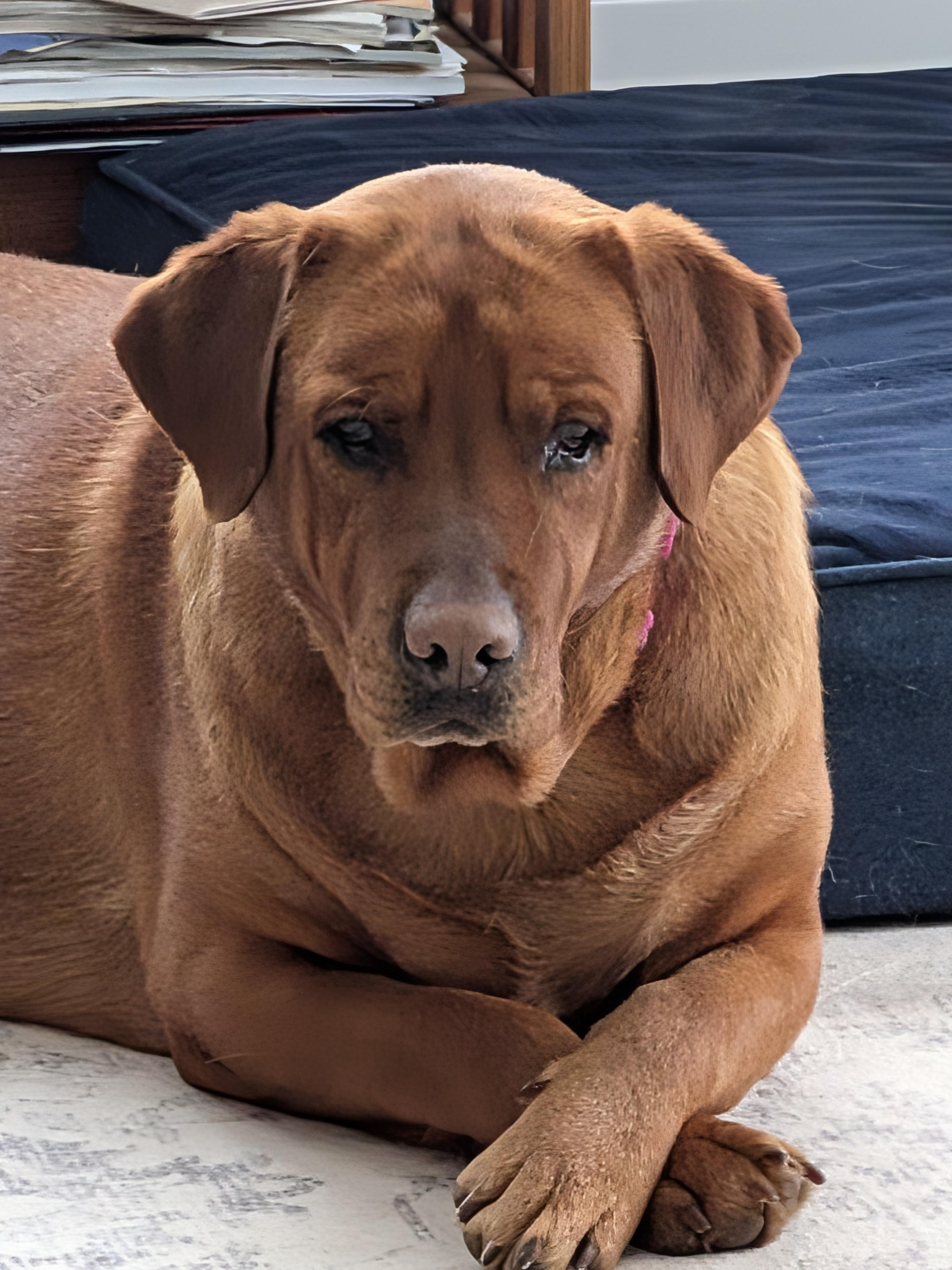 Kendra, ADOPTABLE, Adult Female Labrador Retriever.