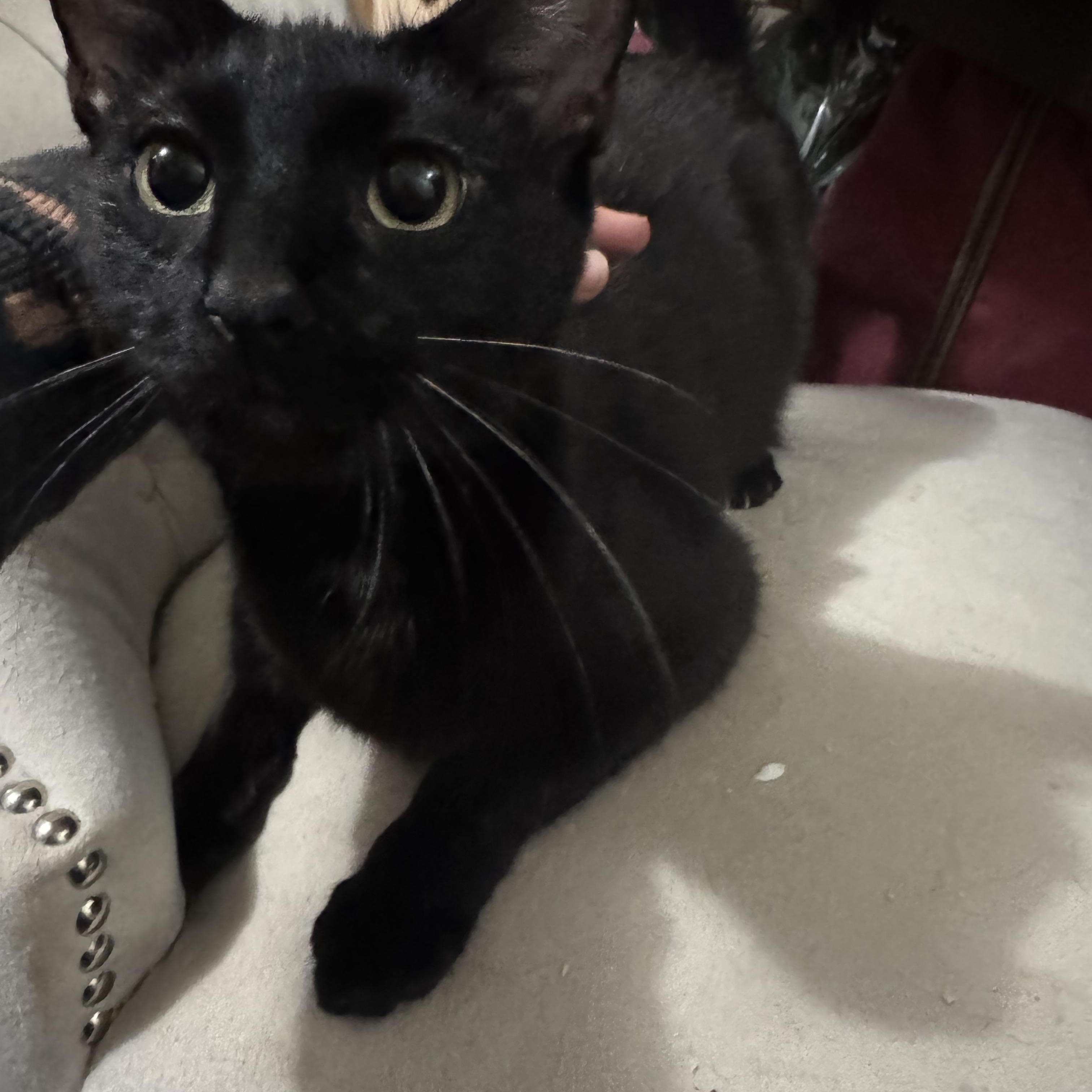 Enlarge Knightrider and Midnight, a ADOPTABLE Domestic Short Hair in Lees Summit, MO image 2/3