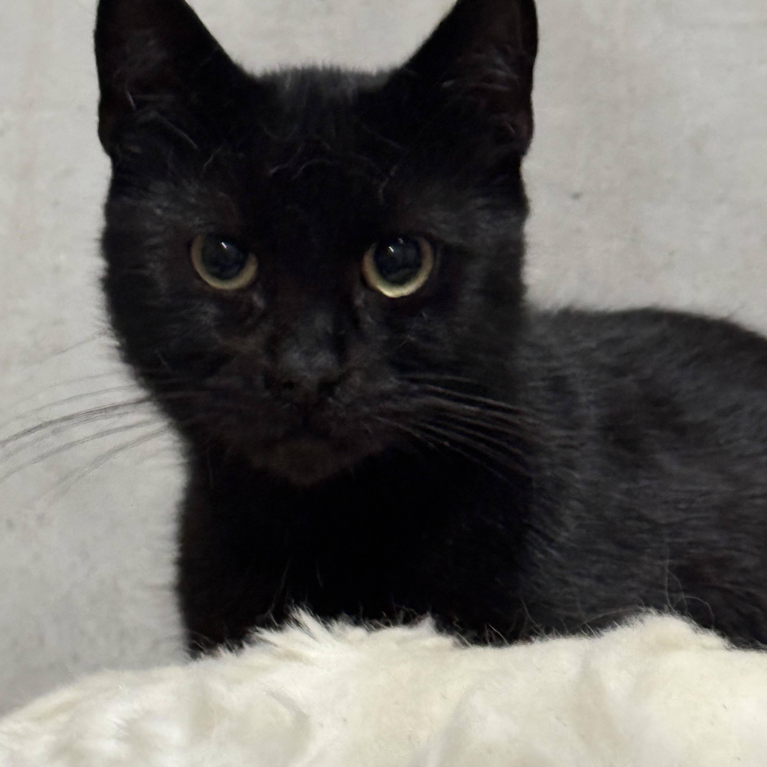 Enlarge Knightrider and Midnight, a ADOPTABLE Domestic Short Hair in Lees Summit, MO image 1/3