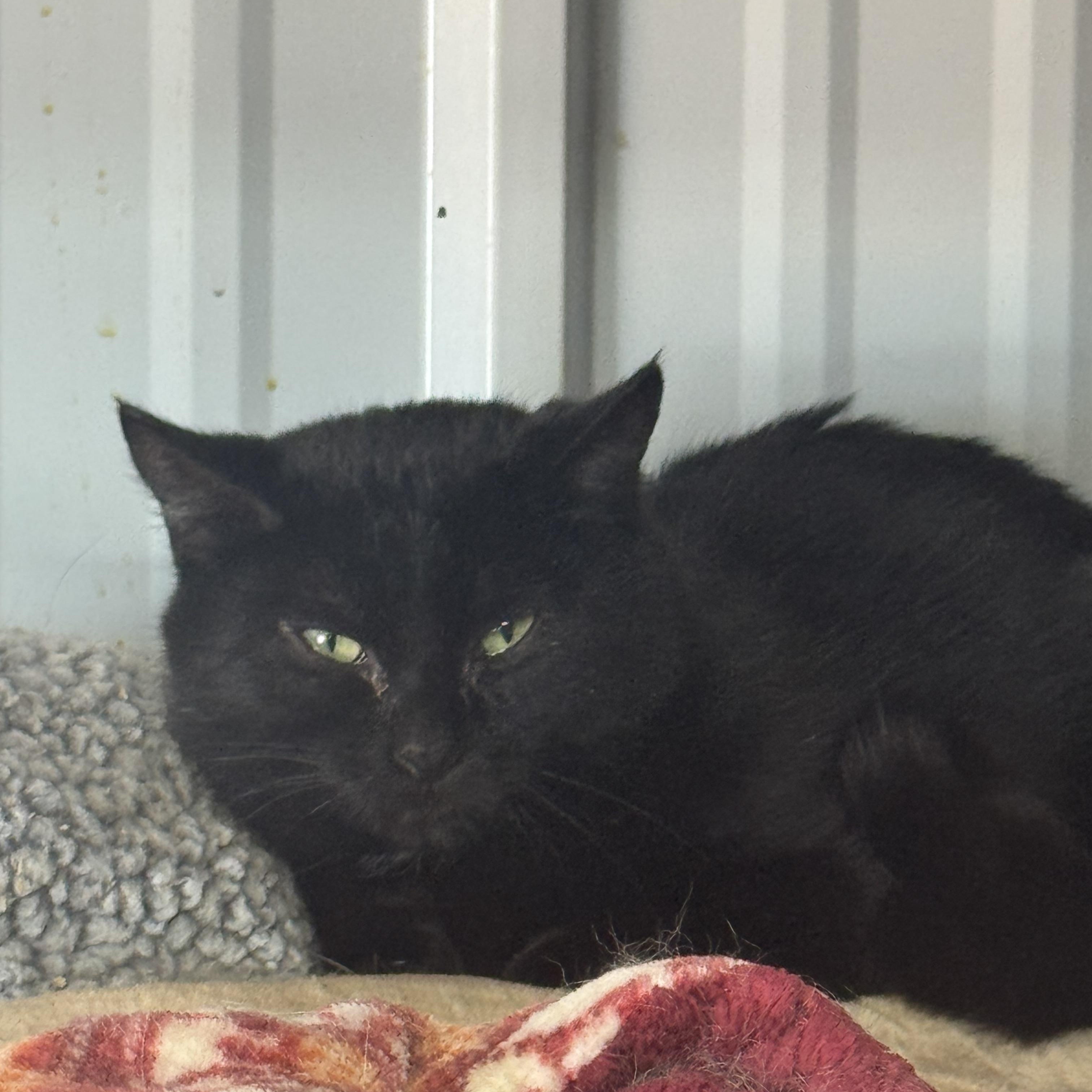 Enlarge Knightrider and Midnight, a ADOPTABLE Domestic Short Hair in Lees Summit, MO image 3/3