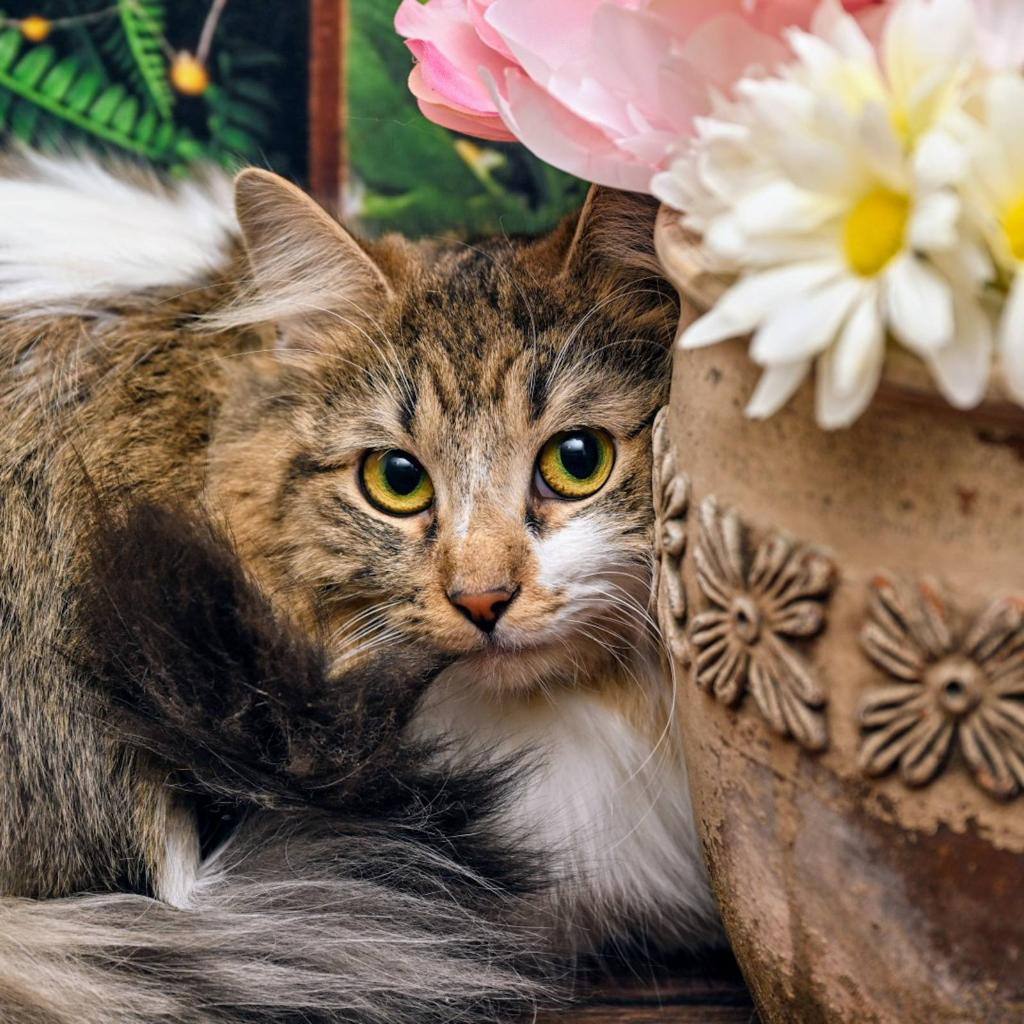 Cat for adoption Sprinkles, a Domestic Long Hair in Lapeer, MI
