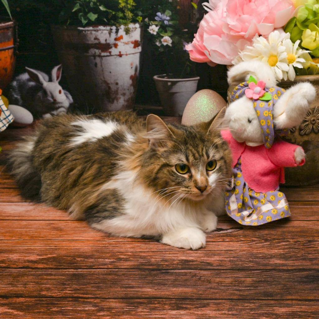 Cat for adoption Sprinkles, a Domestic Long Hair in Lapeer, MI