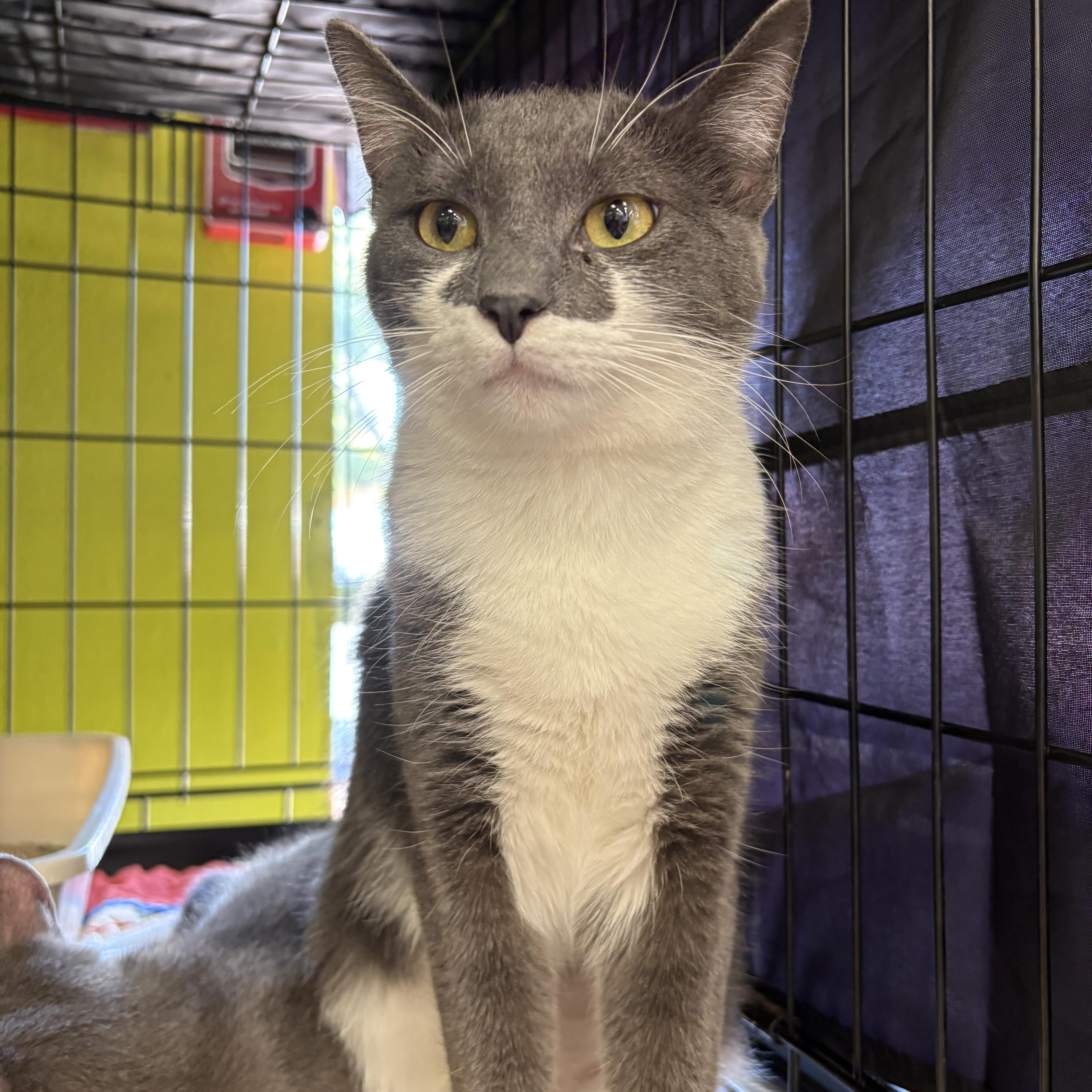 Foxy, a ADOPTABLE Domestic Short Hair in La Canada, CA image 1/2