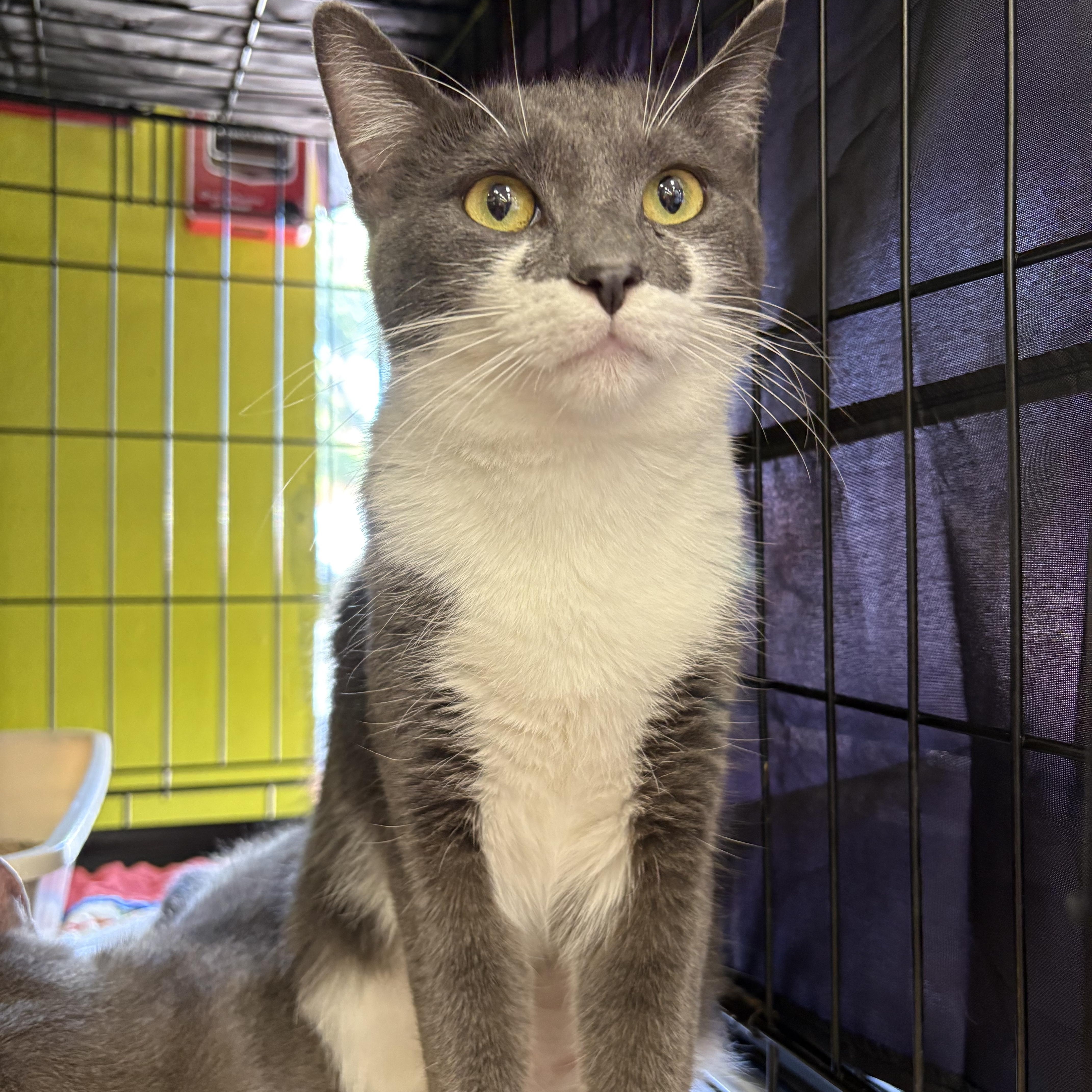 Foxy, a ADOPTABLE Domestic Short Hair in La Canada, CA image 2/2