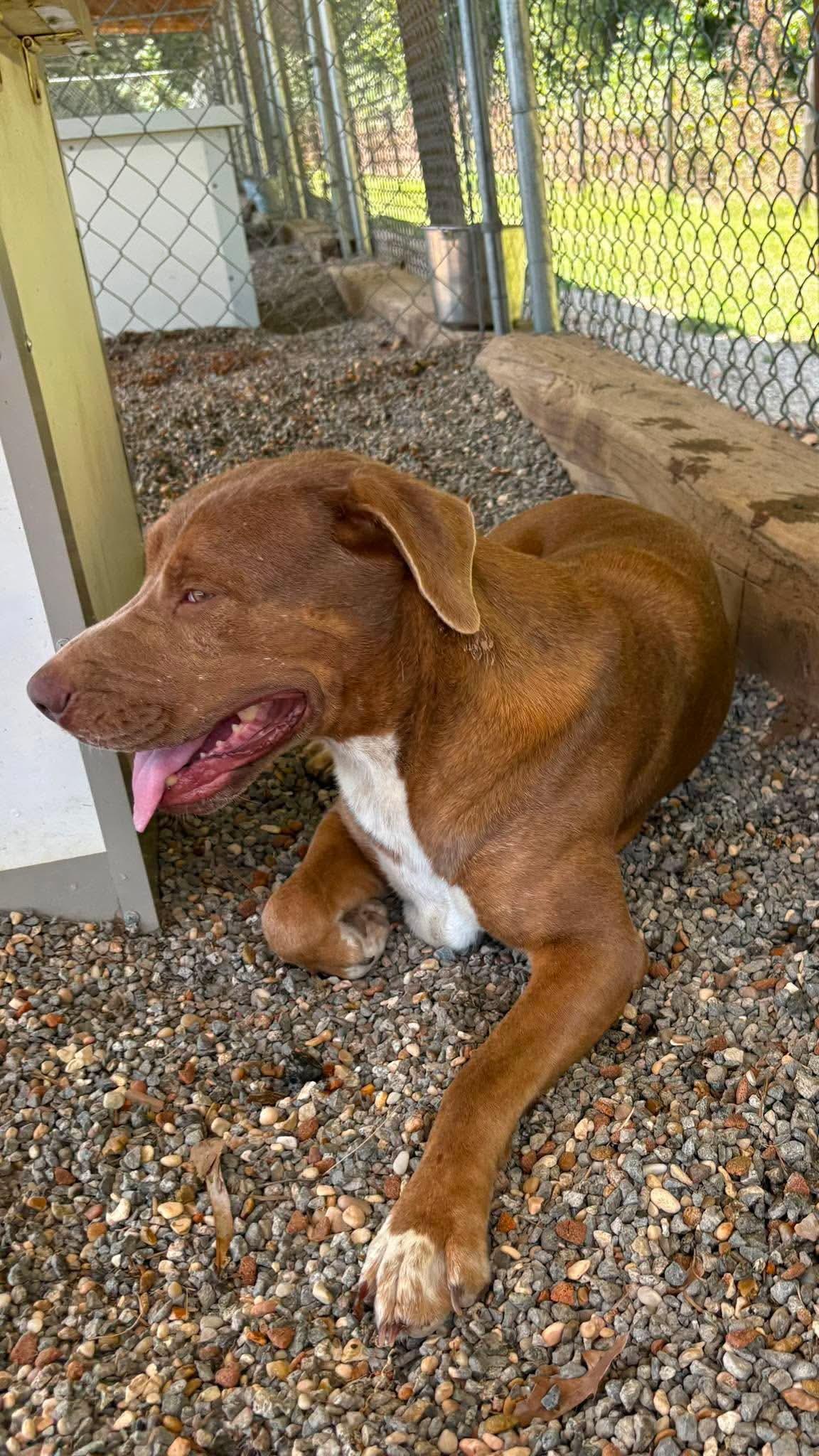 Enlarge Anne, a Adoptable mixed breed in Redfield, AR image 2/5