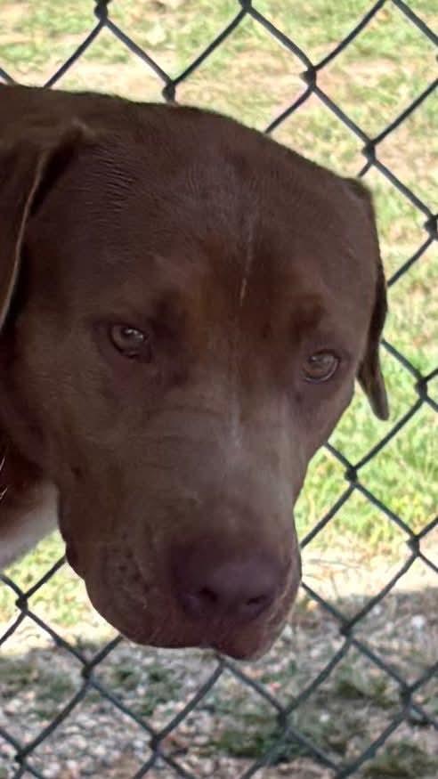 Enlarge Anne, a Adoptable mixed breed in Redfield, AR image 3/5