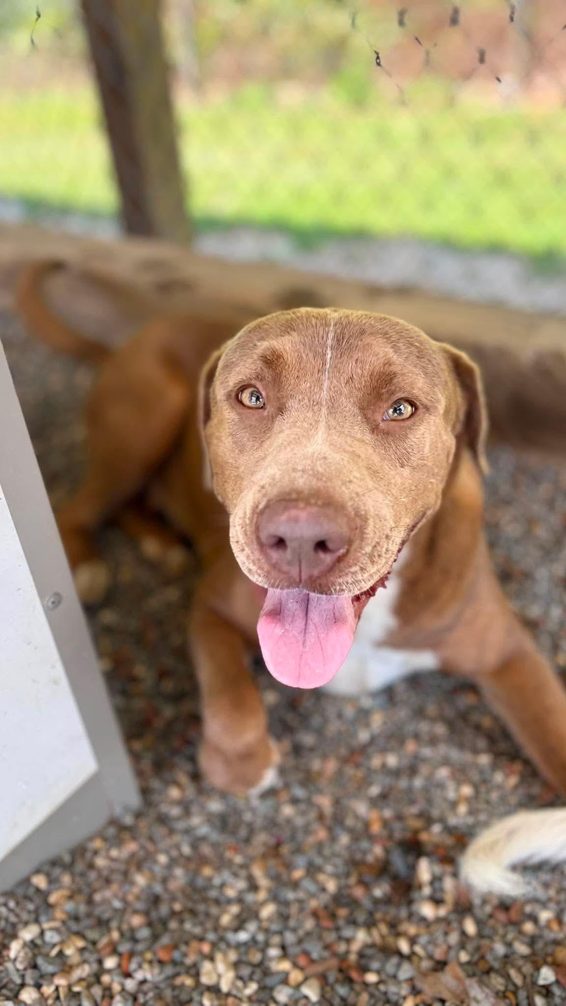 Enlarge Anne, a Adoptable mixed breed in Redfield, AR image 5/5