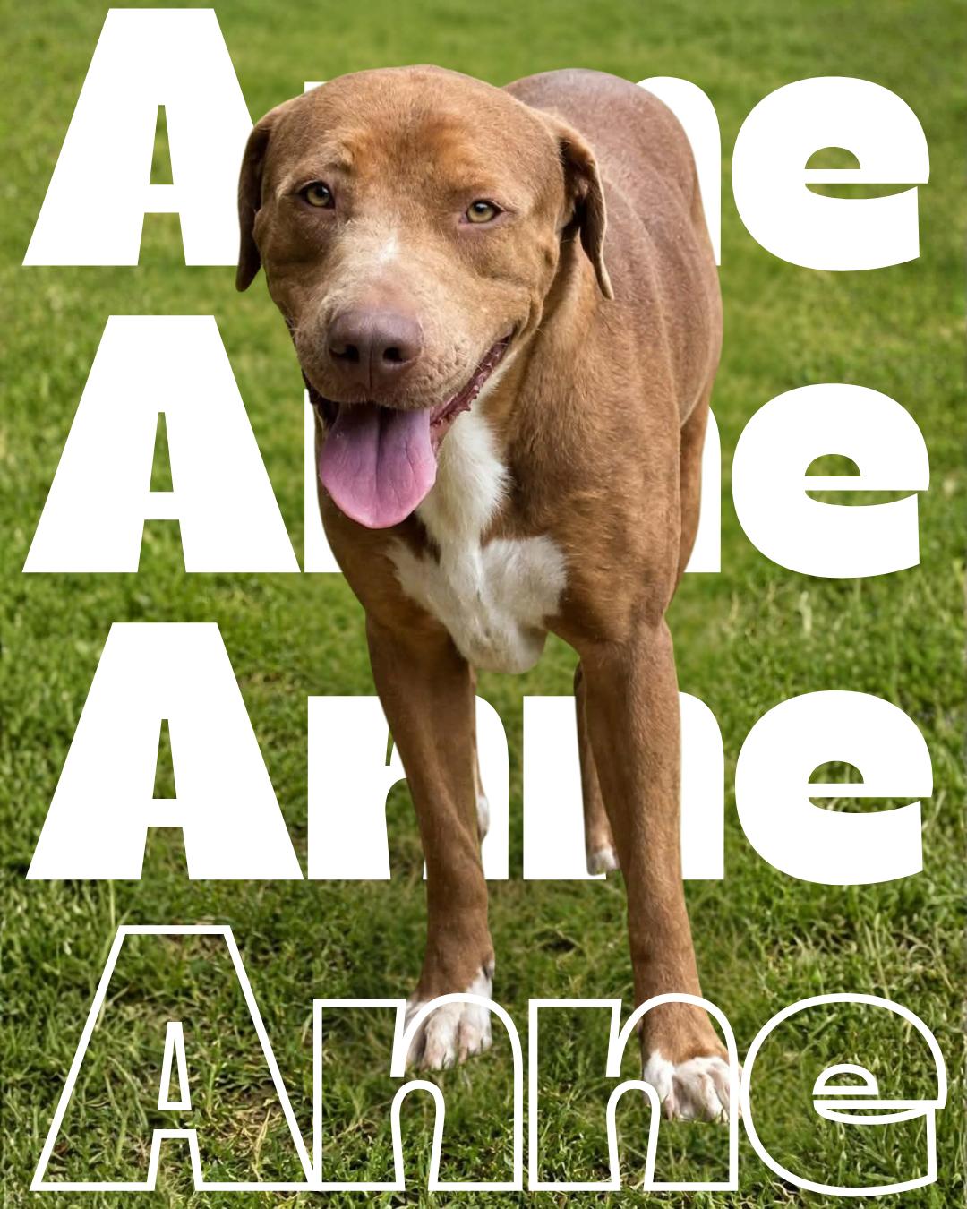 Anne, Adoptable, Adult Female Pit Bull Terrier.